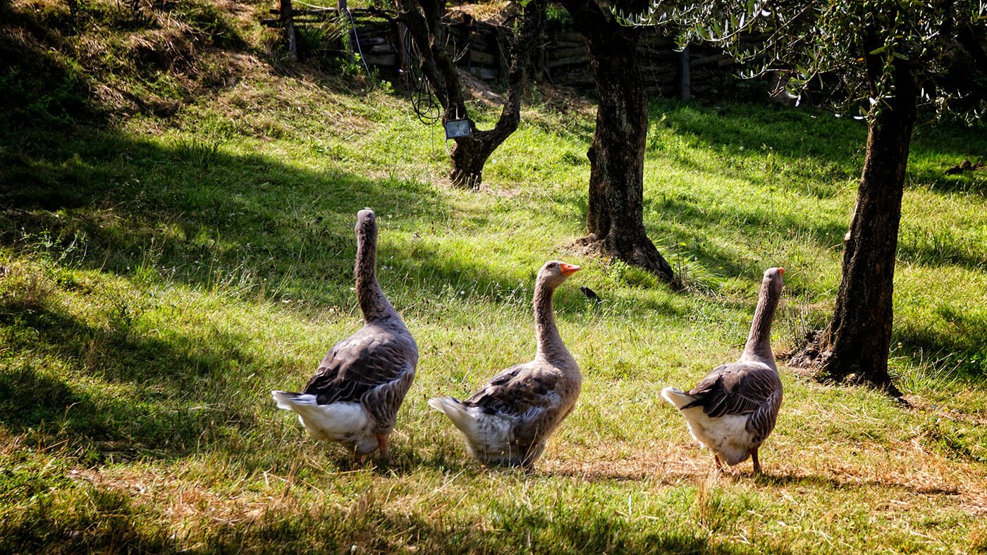 Agriturismo Montalbino – Montespertoli