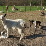Agriturismo Montalbino – Montespertoli