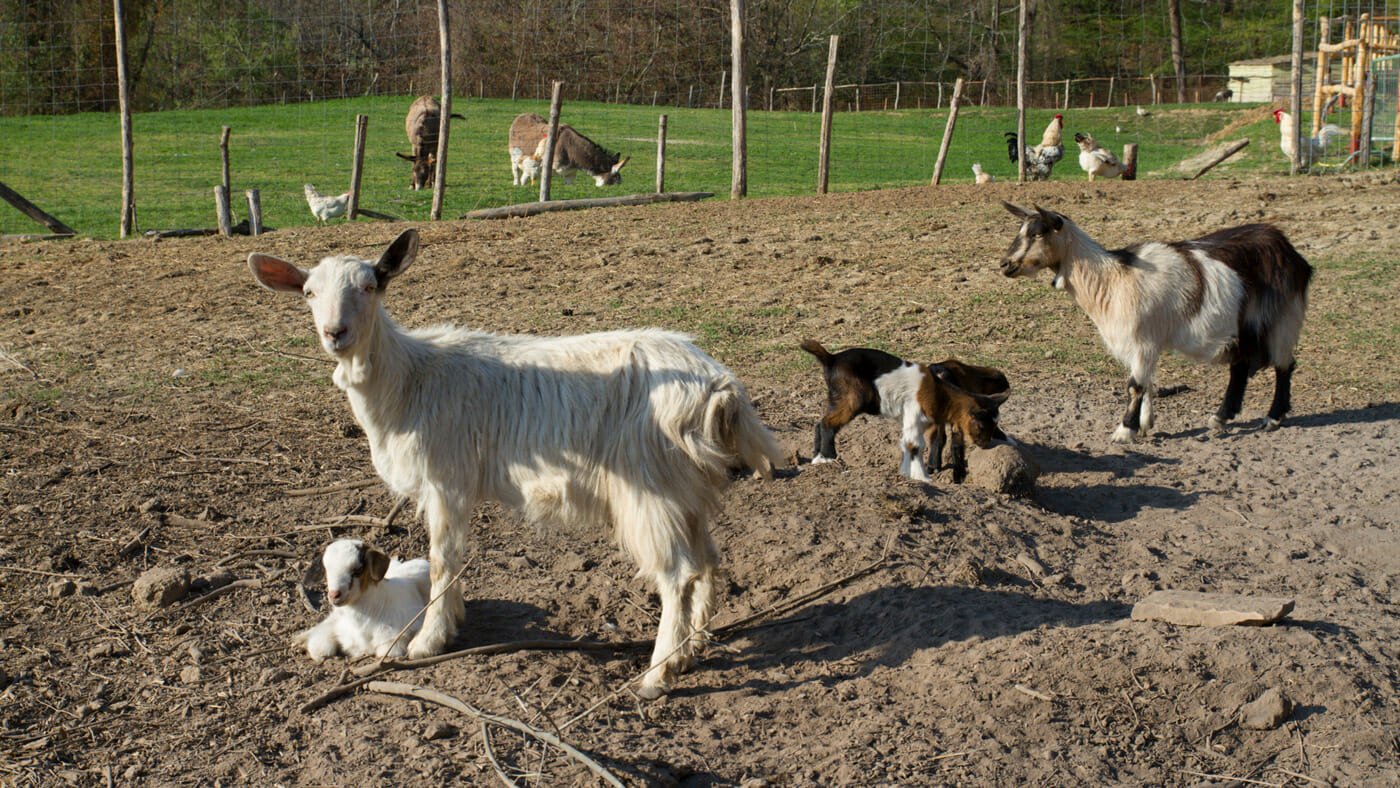 Agriturismo Montalbino – Montespertoli