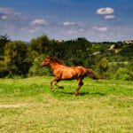 Agriturismo Montalbino – Montespertoli