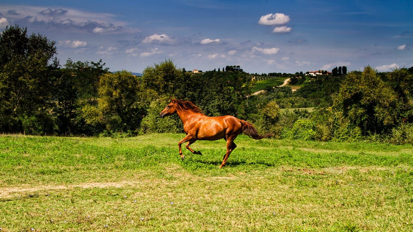 Agriturismo Montalbino – Montespertoli