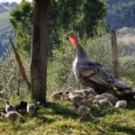 Agriturismo Montalbino – Montespertoli