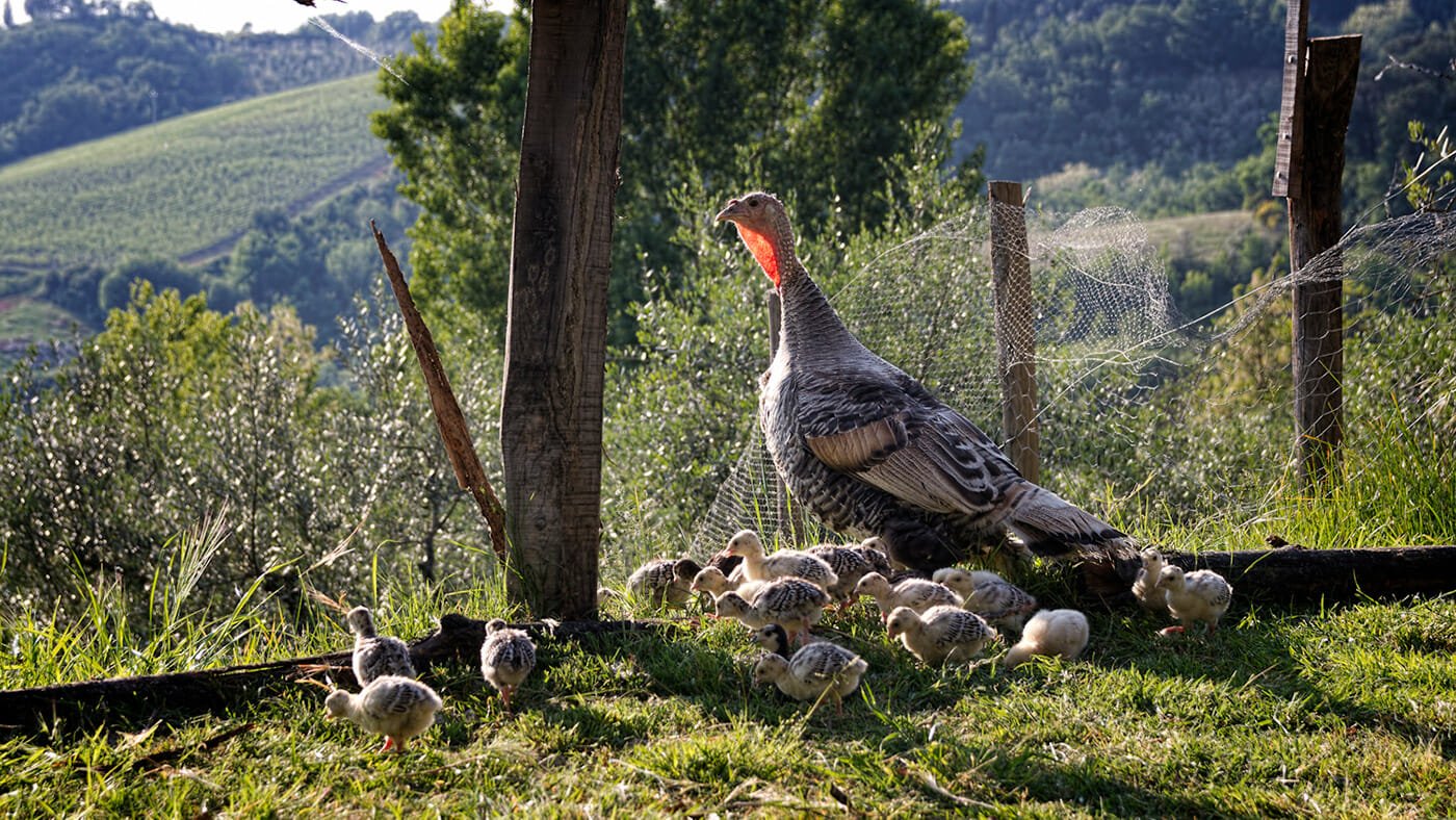Agriturismo Montalbino – Montespertoli