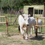 Agriturismo Montalbino – Montespertoli