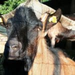 Agriturismo Ristoro del Cavaliere – Piazza al Serchio
