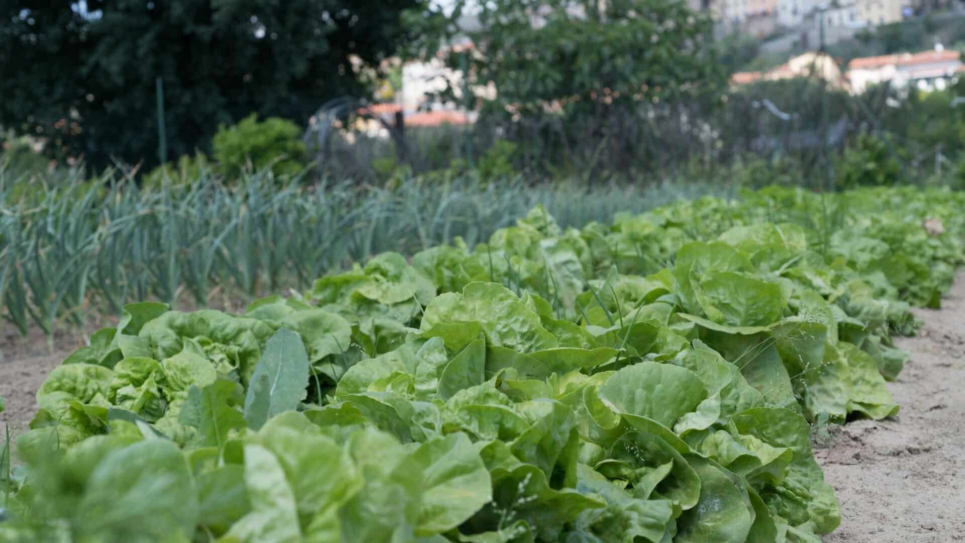 Boerderijen in Gigli – Castiglion Fiorentino