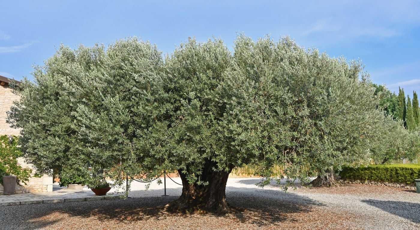 Villa Terra del Sole – Licata