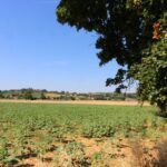 Villa Il Viaggiolo – Foiano della Chiana