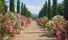 Villa Cappuccini, Toscane